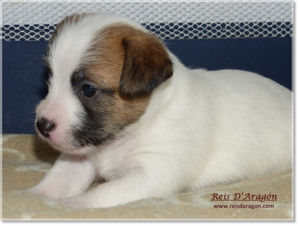 Chiots Jack Russell Terrier de Reis D'Aragón. Portée " B "