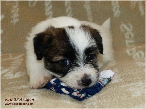 Soins du chiot Jack Russell Terrier