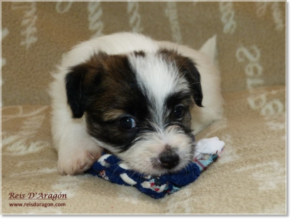 Chiots Jack Russell Terrier de Reis D'Aragón. Portée " B "