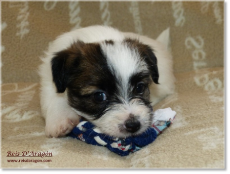 Chiot Jack Russell Terrier de Reis D'Aragón