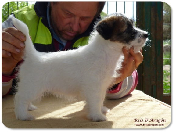 Chiot Jack Russell Terrier portée "B" de Reis D'Aragón