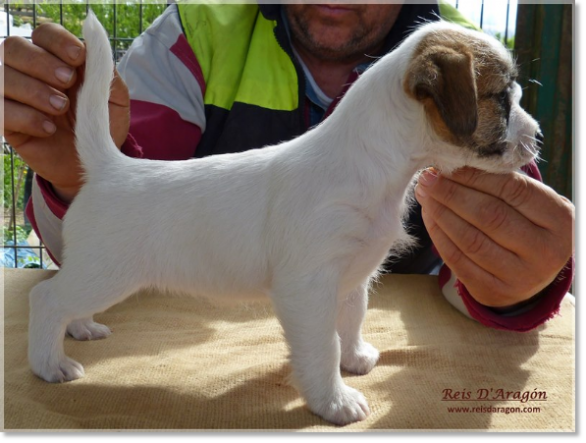 Jack Russell Terrier Brönte de Reis D'Aragón Jack Russell Terrier femelle Brönte de Reis D'Aragón