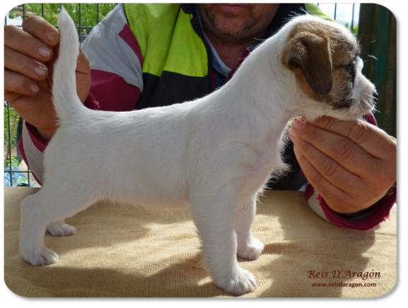 Chiot Jack Russell Terrier portée "B" de Reis D'Aragón