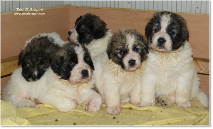 Chiots mâtin des Pyrénées de Reis D'Aragon