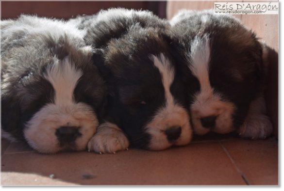 Chiots mâtin des Pyrénées de Reis D'Aragón