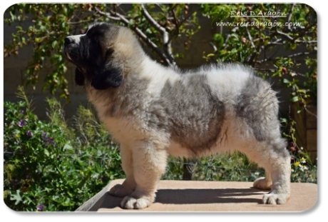 Chiot mâtin des Pyrénées Villacarli de Reis D'Aragón