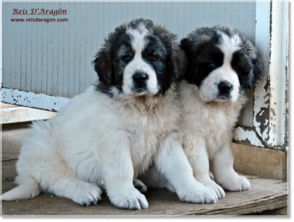 Chiots mâtin des Pyrénées de Reis D'Aragón