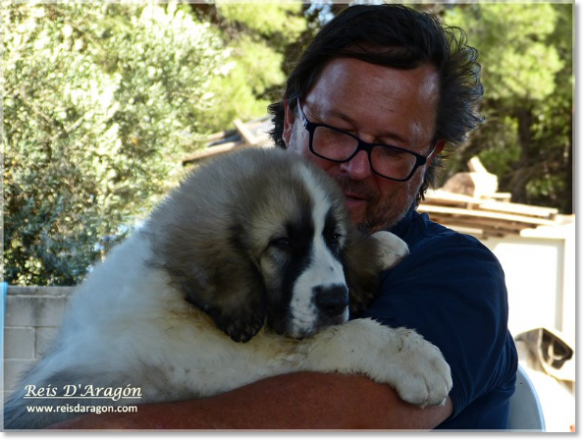 Chiot mâtin des Pyrénées Wonder Boy de Font Roja