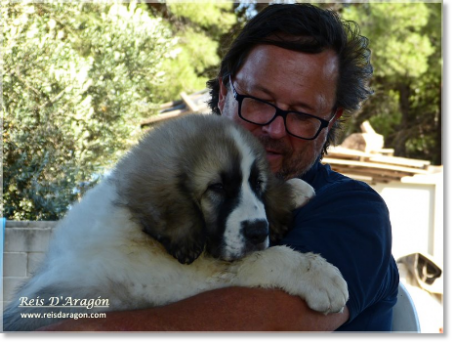 Arrivée du chiot Mâtin des Pyrénées à Reis D'Aragón