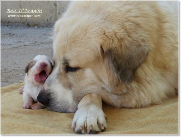 Chiots mâtin des Pyrénées de Reis D'Aragón