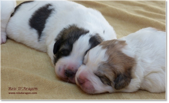 Chiots mâtin des Pyrénées de Reis D'Aragón