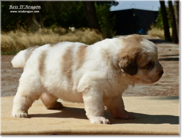 Chiots mâtin des Pyrénées de Reis D'Aragón