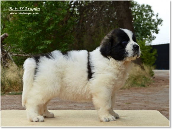 Chiots mâtin des Pyrénées de Reis D'Aragón