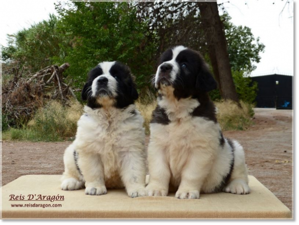 Chiots mâtin des Pyrénées de Reis D'Aragón