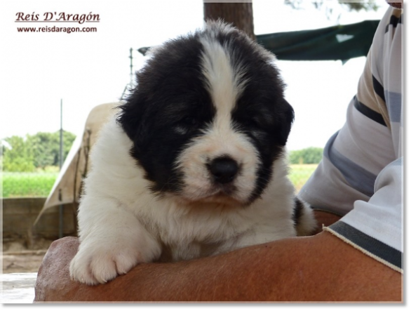 Chiots mâtin des Pyrénées de Reis D'Aragón