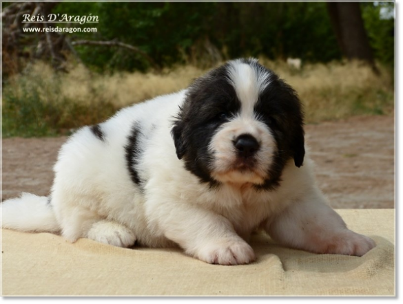 Chiots mâtin des Pyrénées de Reis D'Aragón