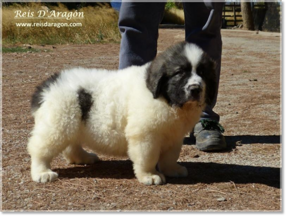 Chiots mâtin des Pyrénées de Reis D'Aragón