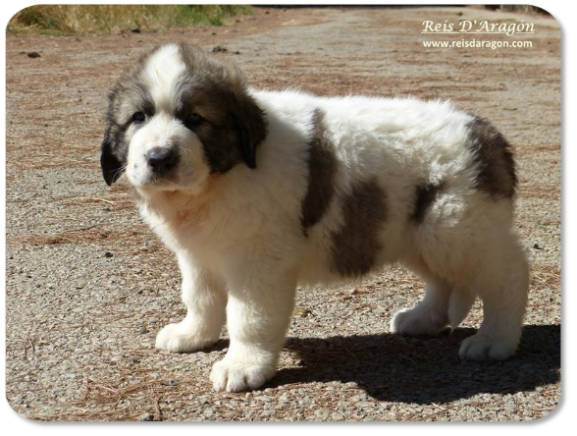 Chiot mâtin des Pyrénées portée "N" de Reis D'Aragón