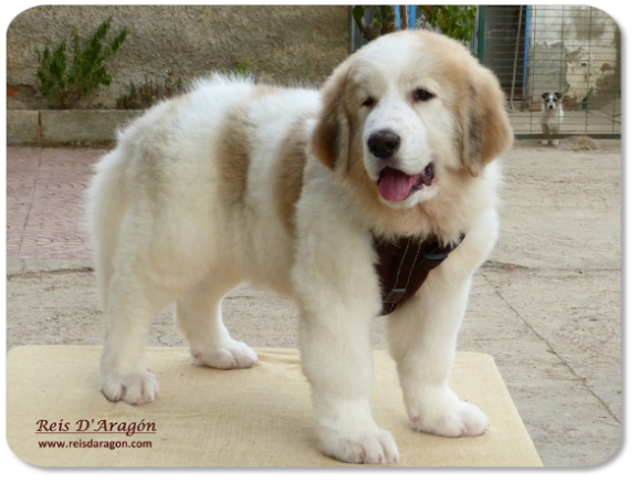 Chiot mâtin des Pyrénées portée "N" de Reis D'Aragón