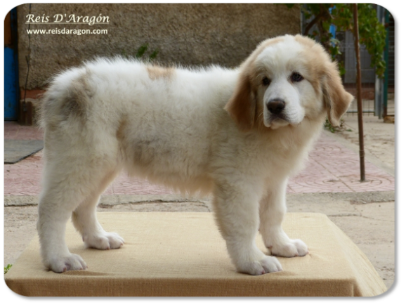 Chiot mâtin des Pyrénées portée "N" de Reis D'Aragón