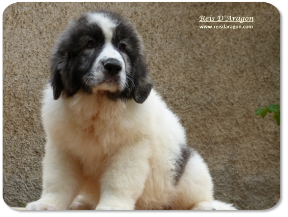 Chiot mâtin des Pyrénées portée "N" de Reis D'Aragón