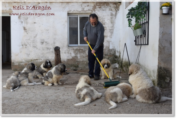 Chiots litières "B2" et "C2" mâtin des Pyrénées