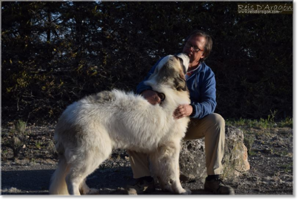 Chiot Mâtin des Pyrénées Riglos de Reis D'Aragón