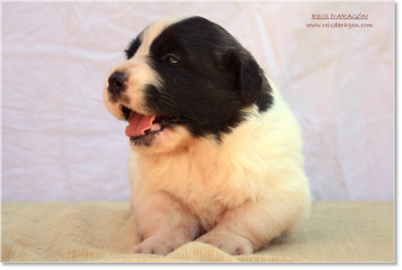 Chiot Mâtin des Pyrénées de Reis D'Aragón