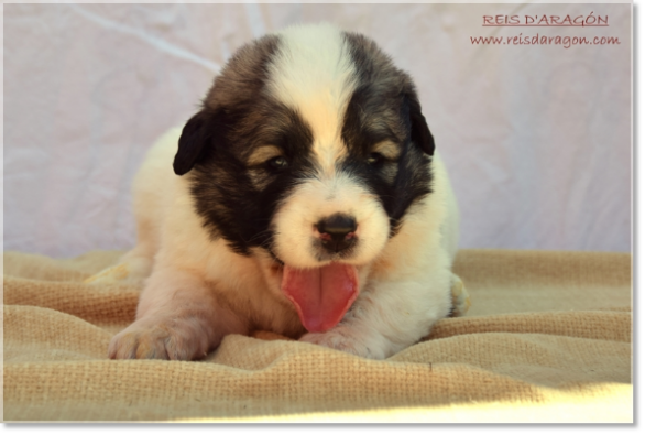 Chiot Mâtin des Pyrénées de Reis D'Aragón