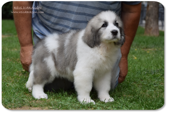 Chiot mâtin des Pyrénées portée "U" de Reis D'Aragón