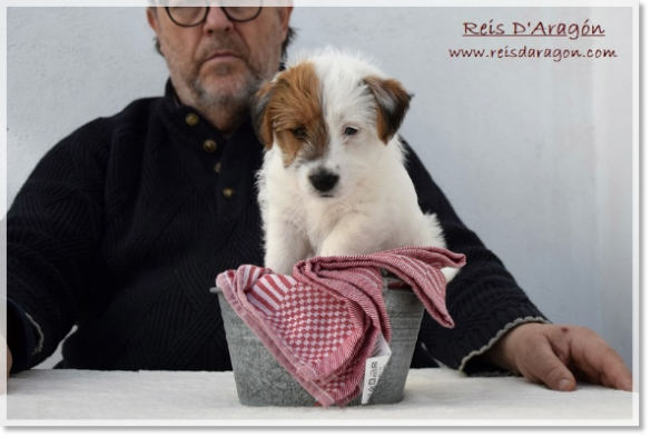 Chiot Jack Russell Terrier Campanilla de Reis D'Aragón