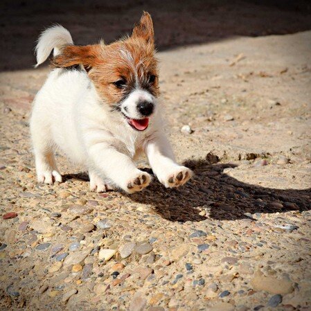 Chiot de Jack Russell Terrier élevé en famille chez Reis D'Aragón