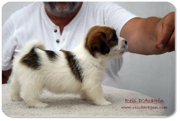 Chiot Jack Russell Terrier portée "D" de Reis D'Aragón