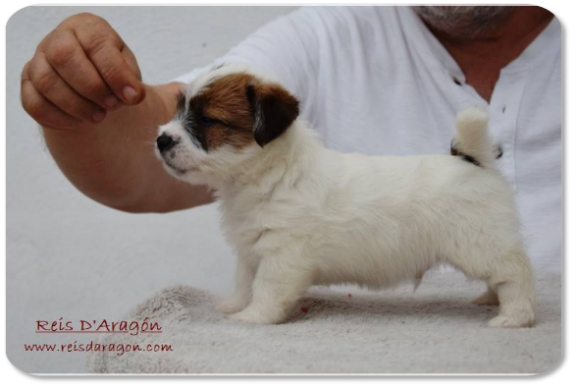 Chiot Jack Russell Terrier portée "D" de Reis D'Aragón