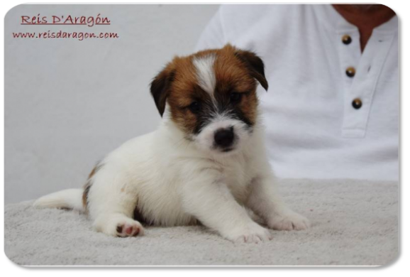 Chiot Jack Russell Terrier portée "D" de Reis D'Aragón Chiot Jack Russell Terrier portée "D" de Reis D'Aragón