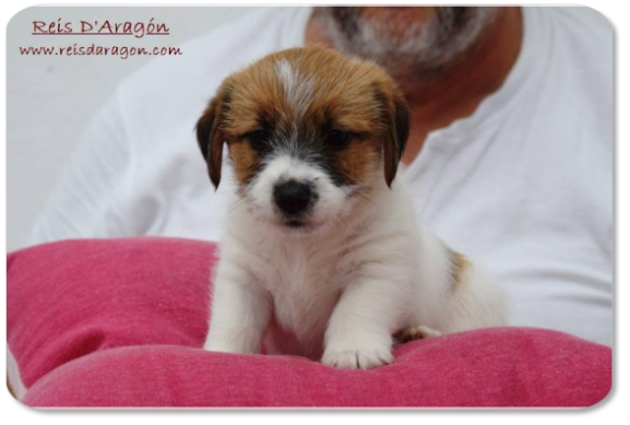Chiot Jack Russell Terrier portée "D" de Reis D'Aragón