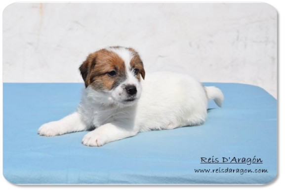 Chiot Jack Russell Terrier portée " F " de Reis D'Aragón Chiot Jack Russell Terrier portée " F " de Reis D'Aragón