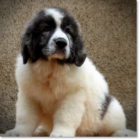 Chiot de Mâtin des Pyrénées élevé dans un cadre familial