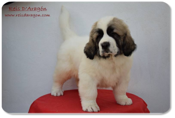 Chiot mâtin des Pyrénées portée "G2" de Reis D'Aragón Chiot mâtin des Pyrénées portée "G2" de Reis D'Aragón