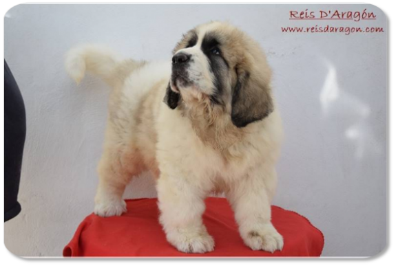 Chiot mâtin des Pyrénées portée "G2" de Reis D'Aragón Chiot mâtin des Pyrénées portée "G2" de Reis D'Aragón