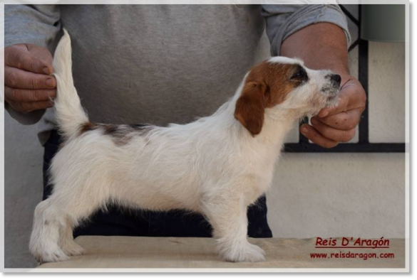 Chiot Jack Russell Terrier Romina de El Roc D'Auró