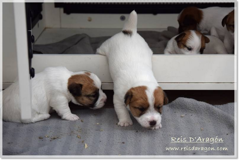 Portée de chiots Jack Russell Terrier sortant de leur petite maison en bois pour explorer.
