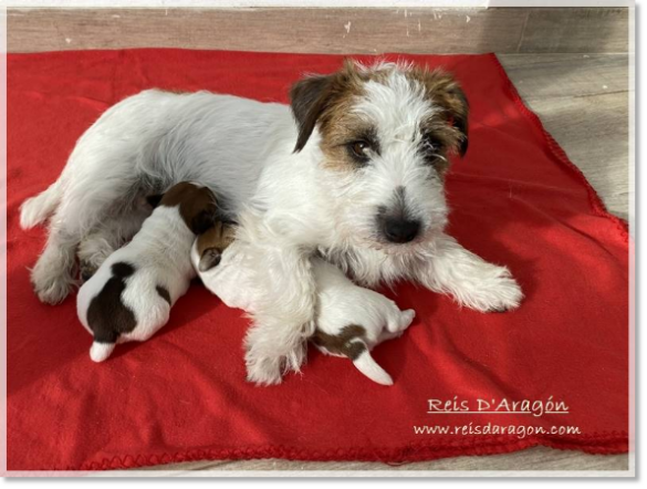 Chiots Jack Russell Terrier avec leur mère Chiots Jack Russell Terrier avec leur mère