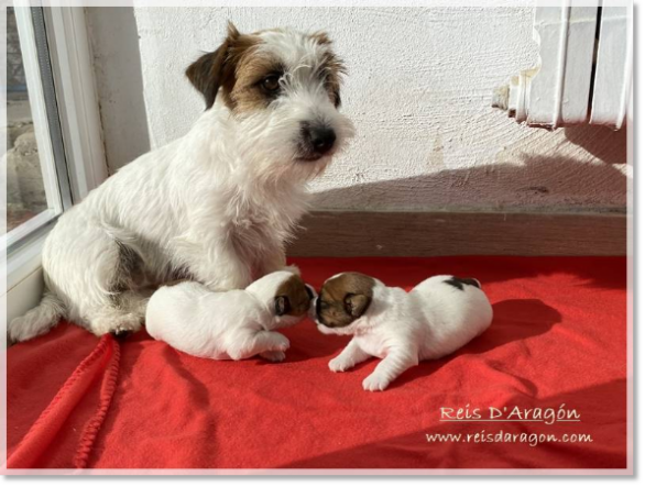 Chiots Jack Russell Terrier de Reis D'Aragón. Portée " C "