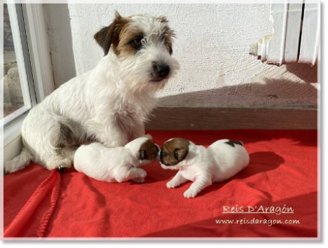 Chiots Jack Russell Terrier avec leur mère Chiots Jack Russell Terrier avec leur mère