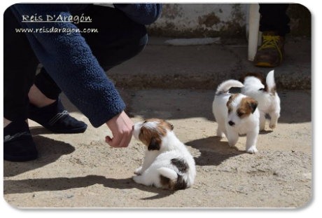 Chiots Jack Russell Terrier portée "E" de Reis D'Aragón