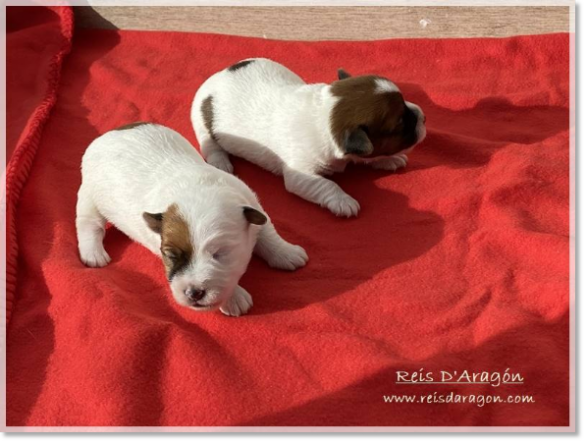 Chiots Jack Russell Terrier ( 10 jours )