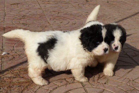 Chiots de Mâtin des Pyrénées élevés dans un cadre familial en Espagne, issus de lignées équilibrées et au caractère stable