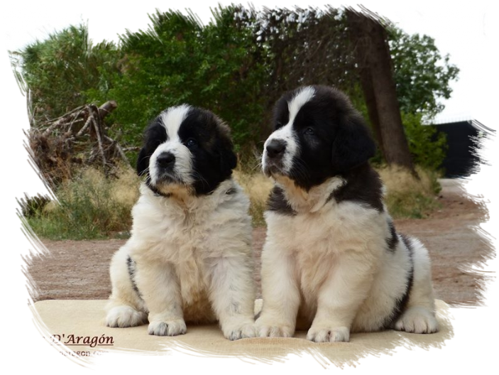 Chiots Mâtin des Pyrénées de Reis D'Aragón Chiots Mâtin des Pyrénées de Reis D'Aragón