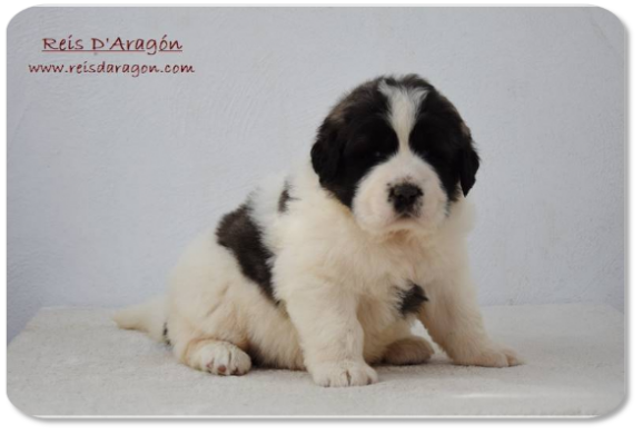 Chiot mâtin des Pyrénées portée "F2" de Reis D'Aragón Chiot mâtin des Pyrénées portée "F2" de Reis D'Aragón